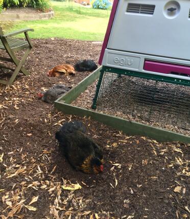 These chickens love cooling down in a dust bath!