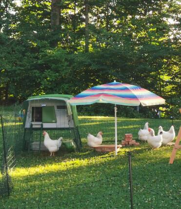 The chickens love their home!