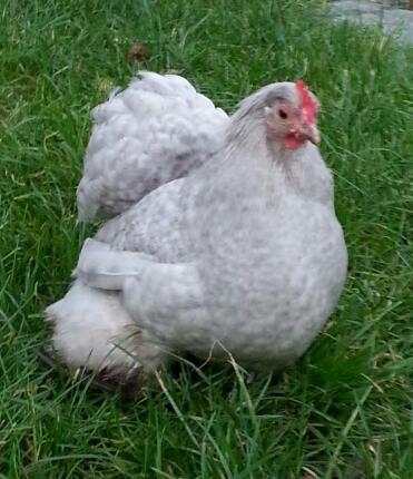 Lavender cuckoo hen