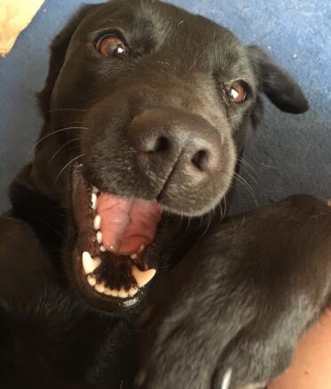 Ruby is such a playful lab!