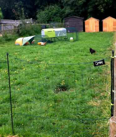 Green Eglu Cube and Orange Eglu classic with Omlet Chicken Fencing