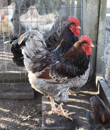 What lovely coats of feathers!