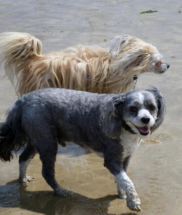 Ollie (top) and bo (bottom) - chinese crested powder puff