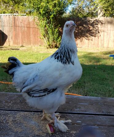 Jealous little Abby watching for the other hens.