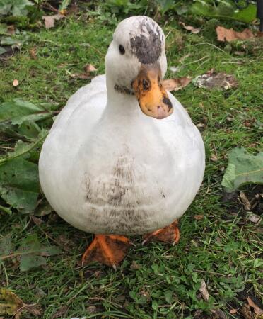 Ethel can be a messy little duck.