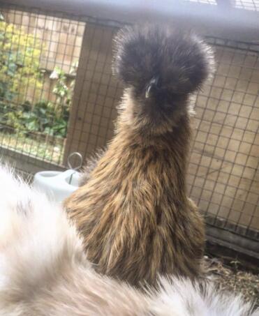 Bailey is such a gorgeous chicken!