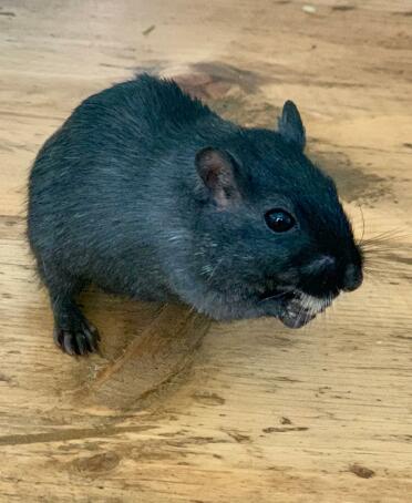 Freddie enjoying some of omlet's treats!