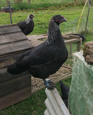 Norfolk grey pullets