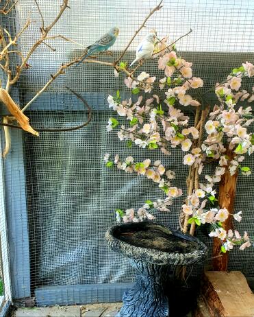 Budgies look beautiful with cherry blossom!