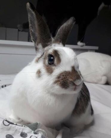 Rabbit on bed