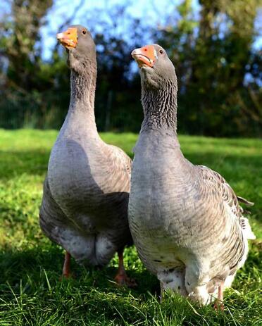 Dewlap Toulouse 