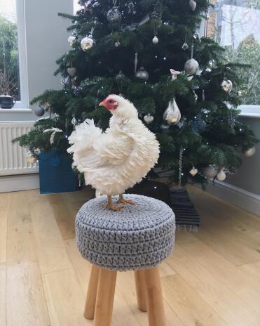 Chickens love Christmas