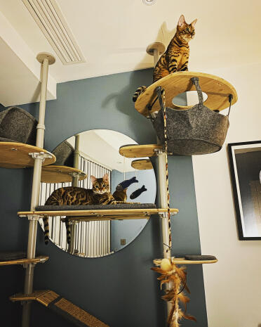 A great addition to your home for your cats