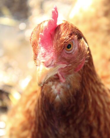 This chicken is glowing in the sun!