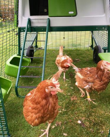 Mrs Doyle, Betty and Margo enjoying their new Eglu Cube, 4 days after being rescued from a battery farm