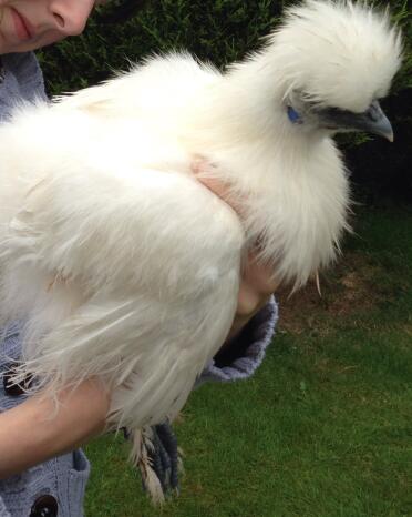 Luna the silkie