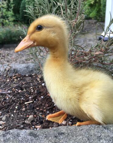 What a happy duckling!