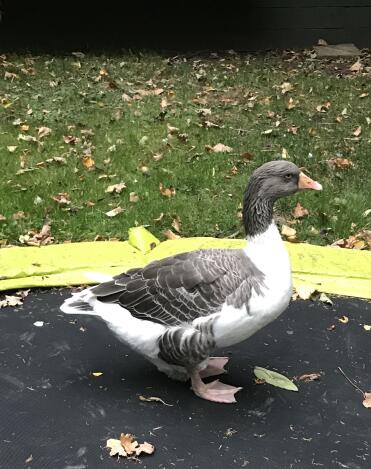 This goose loves the trampoline!