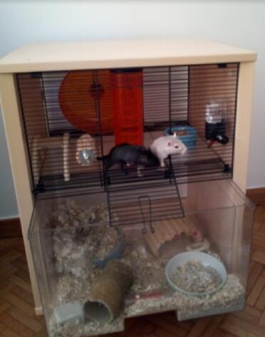 My cage Qute