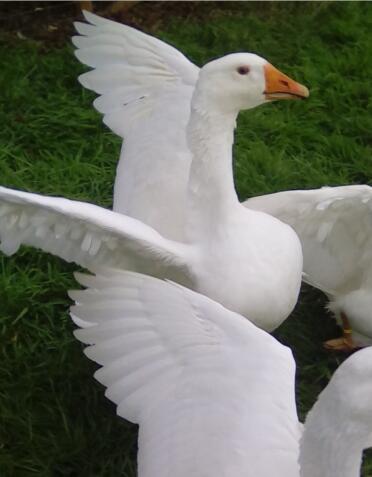 Embden geese