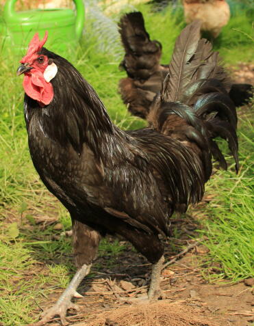 La fleche cockerel