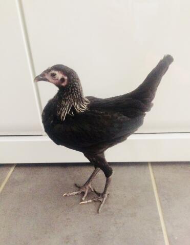 What a striking chicken!