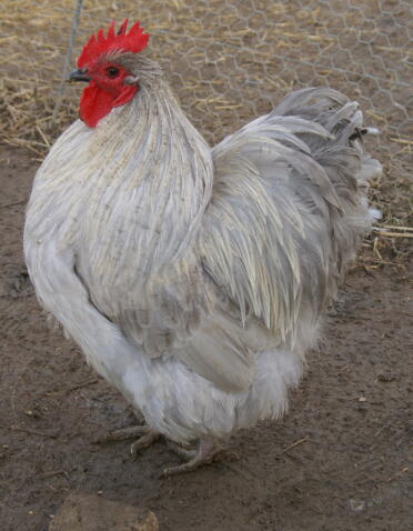 What a striking cockerel!