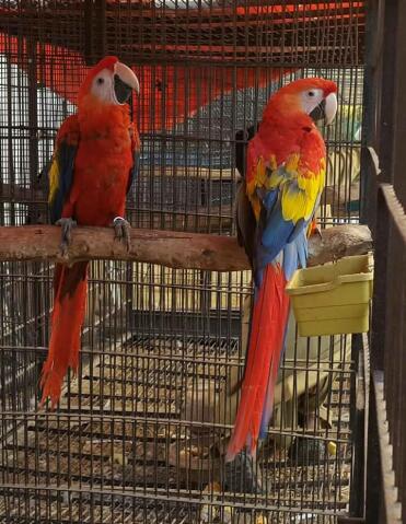 What colourful parrots!