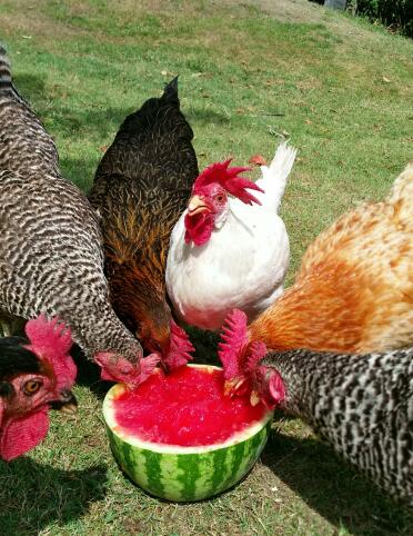 Chickens eating watermelon