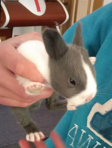 First baby rabbit trieckle opened its eyes       by tierney