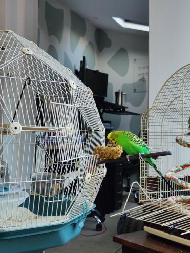 The Geo Birdcage fits in perfectly with my home!