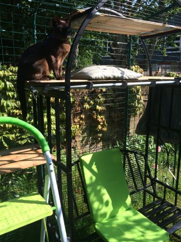 Cat Enclosure with rose arbour inside 4