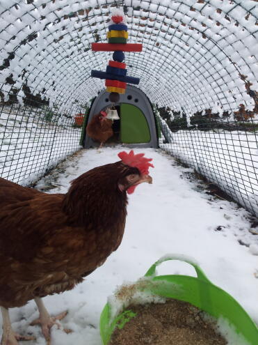 My hens Skye, Hazel and Mrs Hen.