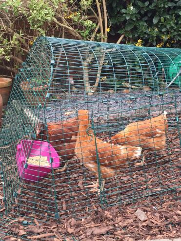 Margot, Barbara and Audrey settling in!