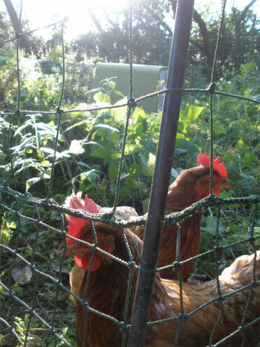 2 chickens with omlet chicken fencing