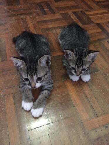 What pretty Asian tabby kittens!