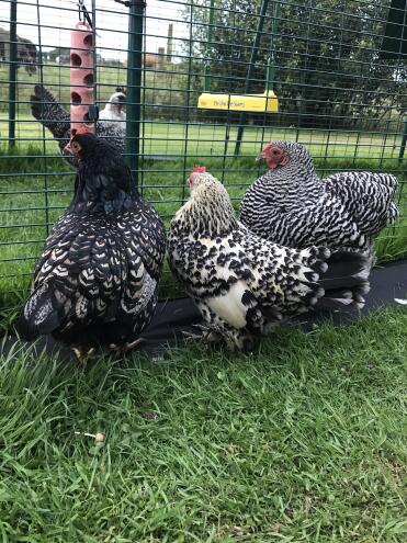 Bettychicken, angela and emily