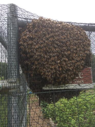 Bee Swarm