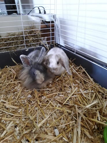 Hello, here are my 2 cute rabbits, i would like to have an outdoor enclosure for my rabbits, i have 4 and 2 guinea pigs.