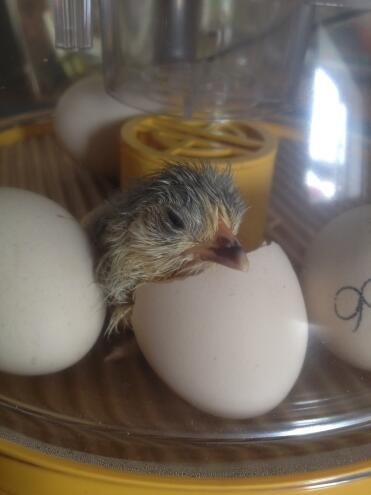 Hatched Lavender Pekin in the Brinsea Mini II Advance