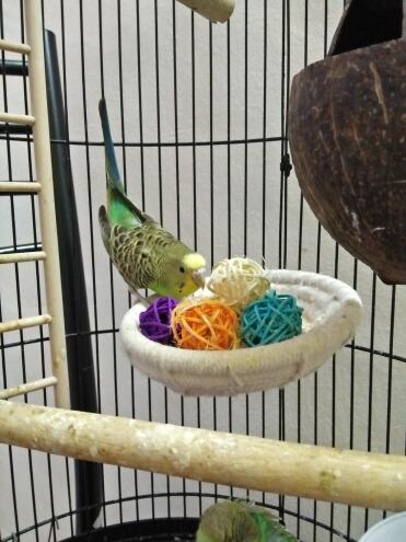 Budgie in cage with play balls