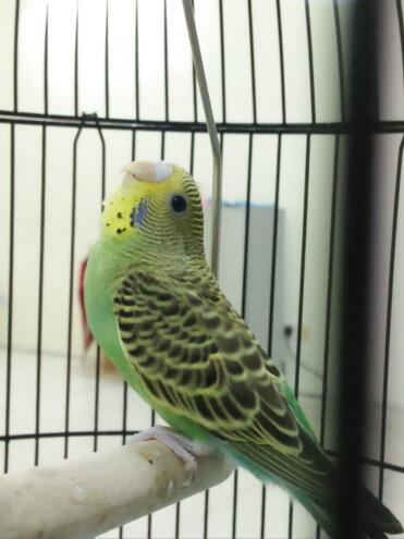 Budgie perching in cage