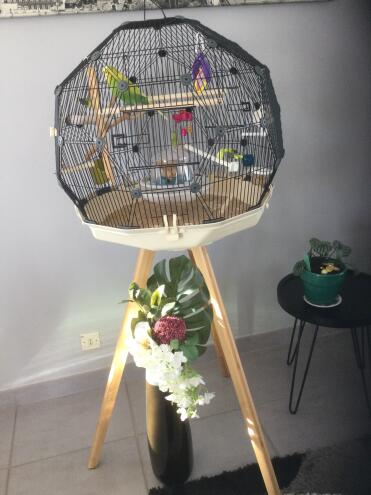 An elegant cage that birds enjoy