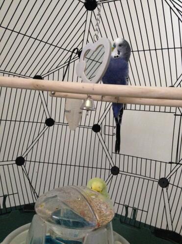 My birds (zelda) love their Omlet bird cage.