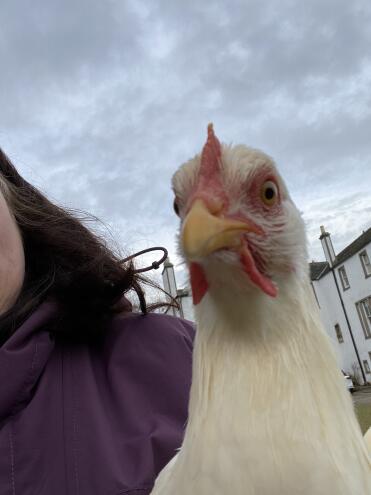 Chicken selfie 