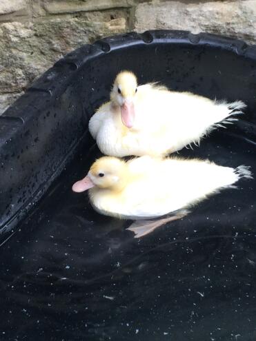 Our two call ducks enjoying their new pond