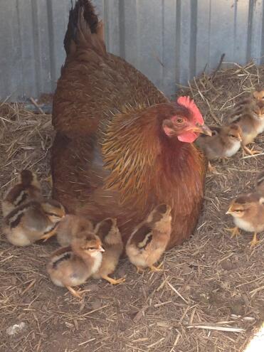 Welsummer hen and chicks-cute and stripey little fluff balls.