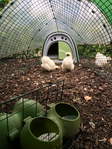 Silkies keeping dry