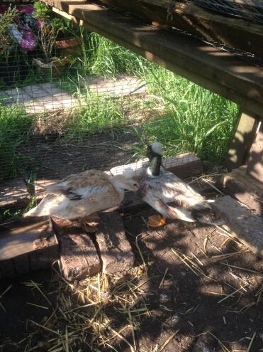 Pair of crested miniature silver appleyard ducks