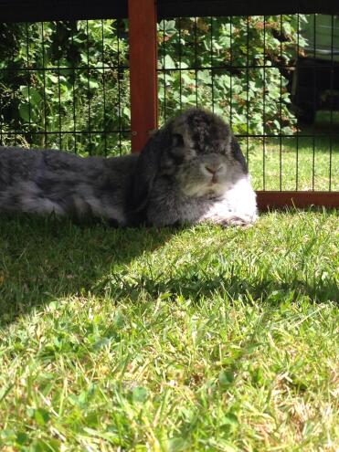 Freddie enjoying the sun!